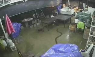 Rắn hổ mang chúa dài 4m bơi trong nhà dân ngập lụt