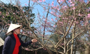 Cấm chơi đào rừng vào Tết Nguyên đán 2021 