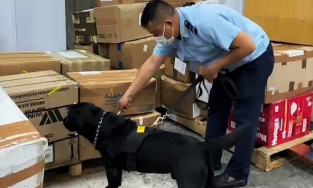 Chó nghiệp vụ phát hiện gần 5 kg cần sa tại sân bay Tân Sơn Nhất