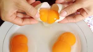 Lý giải vì sao trứng gà có đầu to đầu nhỏ và có quả trứng 2 lòng đỏ