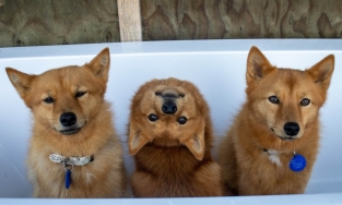 Chú chó Kiko xoay đầu 180 độ như nhân vật phim kinh dị