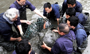 Báo nước ngoài đưa tin về việc phát hiện thêm 'rùa Hoàn Kiếm' ở Việt Nam