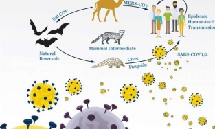 Phát hiện các sản phẩm tự nhiên có thể chống lại virus Covid-19