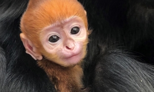 Bé khỉ Mỹ sinh ra đã bị bỏ rơi được nhân viên vườn thú đặt tên tiếng Việt siêu đáng yêu