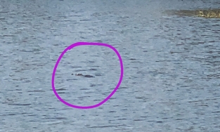 Vũng Tàu: Phát hiện cá sấu nặng bơi giữa hồ, gần khu vực đông dân