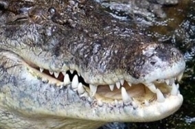 Người đàn ông tự cạy hàm cá sấu thoát ra ngoài