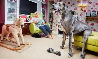 Chú chó cao 2,26m nói lời tạm biệt con người