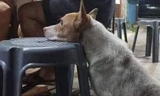 Xót xa hình ảnh chú chó xin ăn ngủ gục trên ghế chờ khách bố thí