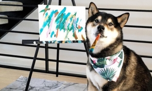 Chú chó Shiba thu nhập tận 400 triệu nhờ bán 288 bức tranh tự vẽ