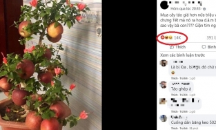 Thanh niên 'giận tím người' khi mua cây táo cảnh về chơi Tết nhưng lại nở ra hoa dâm bụt