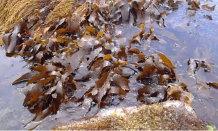 Rong biển có khả năng ức chế hoạt động của virus Covid-19