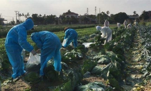 Người dân kêu gọi giải cứu nông sản giúp bà con Hải Dương, nhìn giá mà xót