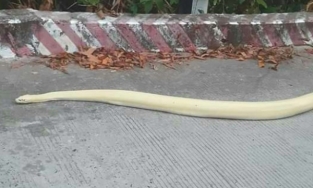 An Giang: Trăn bạch tạng khủng trườn bò lên núi Sam, được cho là rắn thần