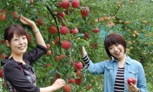 Vì sao người Nhật Bản không bao giờ ăn hoa quả do chính mình trồng?
