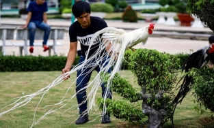  Xuất hiện giống gà quý, chỉ ngồi đo đuôi tính tiền trăm triệu