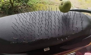 Cười ngất với chiêu khẳng định chủ quyền quá độc đáo của 'nóc nhà'