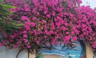 MXH xôn xao vì giàn hoa giấy nổi tiếng ở Vũng Tàu bị kẻ gian cưa gốc