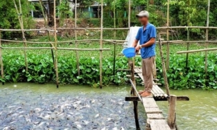 An Giang: Xuất hiện đàn cá tra chỉ ăn chay, ngày nào cũng rủ nhau đi xin ăn