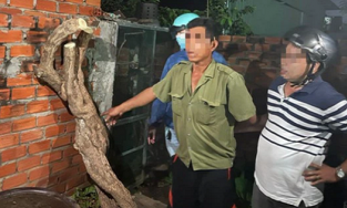 Đã bắt được kẻ cưa trộm giàn hoa giấy nổi tiếng ở Vũng Tàu