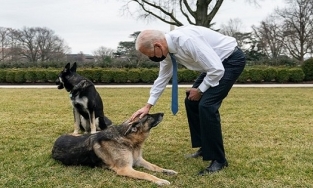 Chó cưng nhà Tổng thống Mỹ Biden lại cắn người