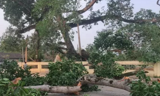 Nghệ An: Cây đa 300 tuổi gãy nhánh đè trúng 4 học sinh tiếu học 