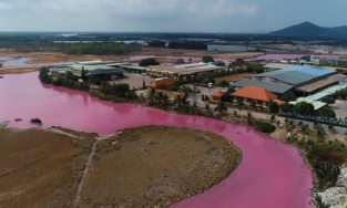 Vũng Tàu: Cả đầm nước mênh mông bỗng biến thành màu hồng tím lạ mắt