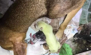 Cư dân mạng xôn xao với chú chó sinh ra đã có màu 'trà xanh' kỳ lạ