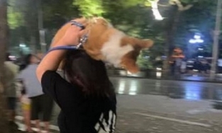 Vác chó chạy giữa trời mưa, cô gái bất ngờ thoát ế