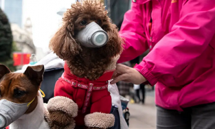 WHO chính thức xác nhận khả năng lây virus Covid-19 từ người sang động vật