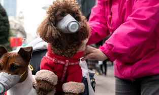 Nghi vấn biến thể Covid-19 có thể bắt nguồn từ chó