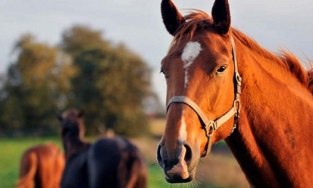 Israel: Lần đầu tiên phát hiện ngựa nhiễm một chủng Covid-19