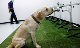 Xuất hiện chủng virus corona mới có thể truyền từ chó sang người