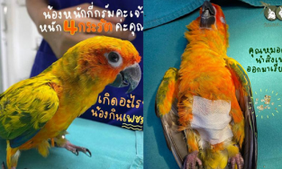 Chú vẹt phải nhập viện vì nuốt 21 viên kim cương