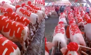 Bà mẹ của năm: Con gái lấy chồng, mẹ 'hồi môn' 288 con lợn dán chữ hỷ đỏ rực cả xóm