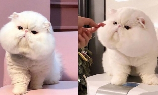 Chú mèo nổi tiếng khắp cõi mạng vì má bánh bao, mặt hờn dỗi như thể cả thế giới nợ mình lời xin lỗi