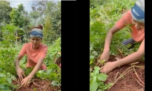 Hoa hậu H'Hen Niê rũ bỏ xiêm y lộng lẫy đi mót khoai lang