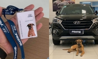 Hãng xe hơi hàng đầu Hàn Quốc cho 1 chú chó hoang làm nhân viên bán hàng cao cấp, doanh thu vượt KPI