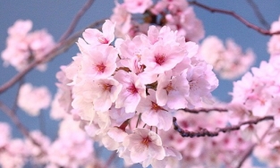 8 điềm báo đến vào ngày Tết báo hiệu một năm may mắn, làm gì cũng thành công