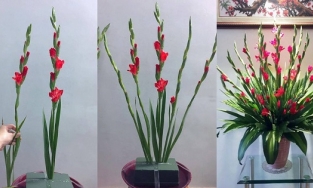 Mẹo cắm hoa lay ơn đẹp và giữ hoa lay ơn tươi lâu trên bàn thờ ngày Tết