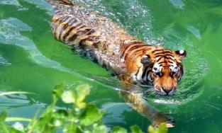 Lý do hổ không sợ nước và bơi cực giỏi