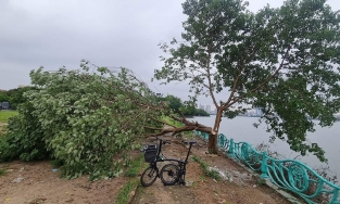 “Cây cô đơn” ở hồ Tây bị chặt trộm giữa đêm, công an truy tìm thủ phạm