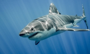 Bạn có biết: Cá mập là loài vật rất chung thủy, chỉ có 1 vợ duy nhất