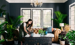 4 sai lầm phải tránh khi trồng cây cảnh để trang trí nhà