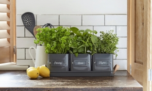 6 loại cây gia vị thích hợp để trồng cho nhà thêm xinh