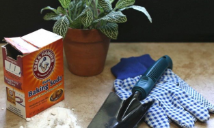 Baking soda: Nguyên liệu tuyệt vời giúp chăm sóc cây cảnh hiệu quả