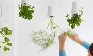 Hướng dẫn 4 bước tự trồng một “chậu cây úp ngược” cho nhà thêm độc lạ