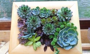 Hướng dẫn trồng sen đá siêu đẹp và siêu lạ trong... khung tranh