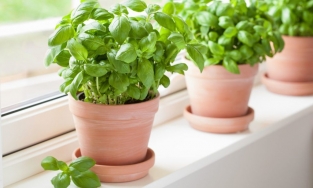 7 loại thảo mộc giúp xua đuổi côn trùng, sâu bọ mà không cần dùng hóa chất