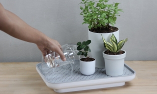 Oasis Tray, khay nước tiền triệu cho người thích sống xanh và ưa công nghệ