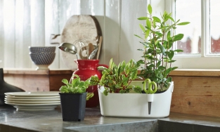 Có gì ở Brussels Herbs, chiếc chậu trồng rau thơm cao 16cm giá hơn 500 ngàn